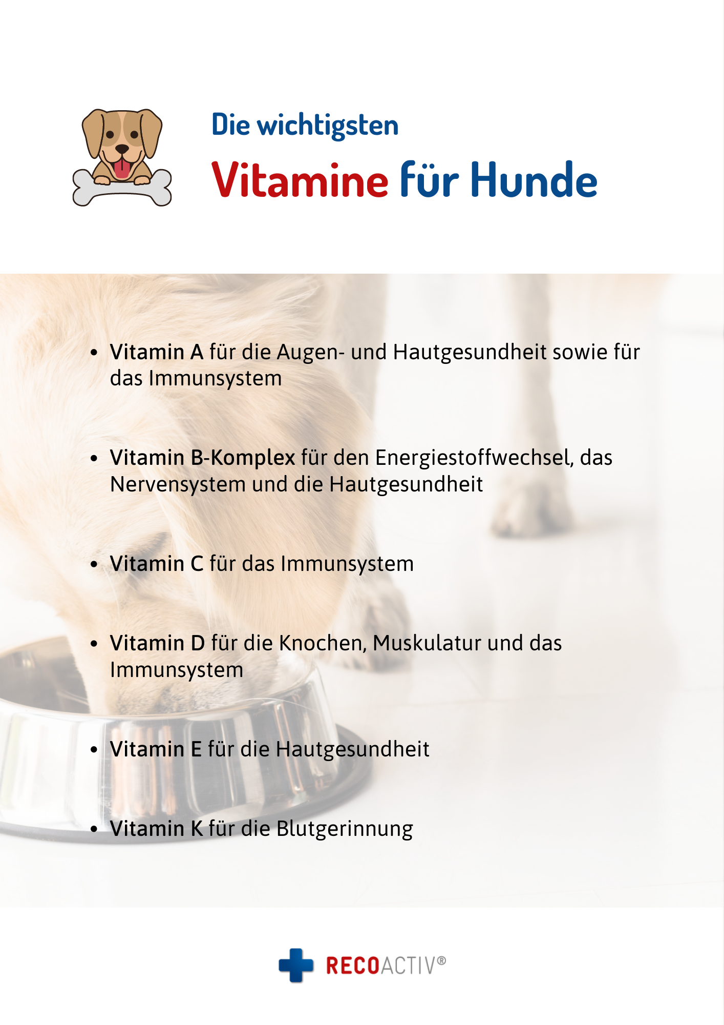 Infografik zum Immunsystem beim Hund