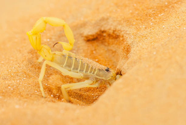 Scorpion Habitat & Distribution: Unveiling Secrets of Enigmatic Realms