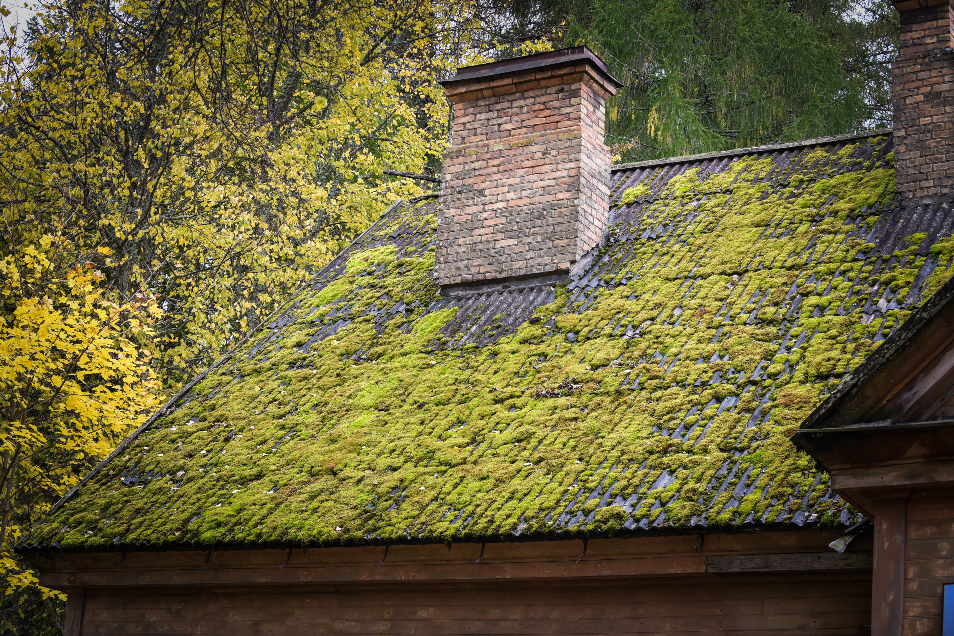 Moss on roof, lichen and algea on roof , removing moss from roof