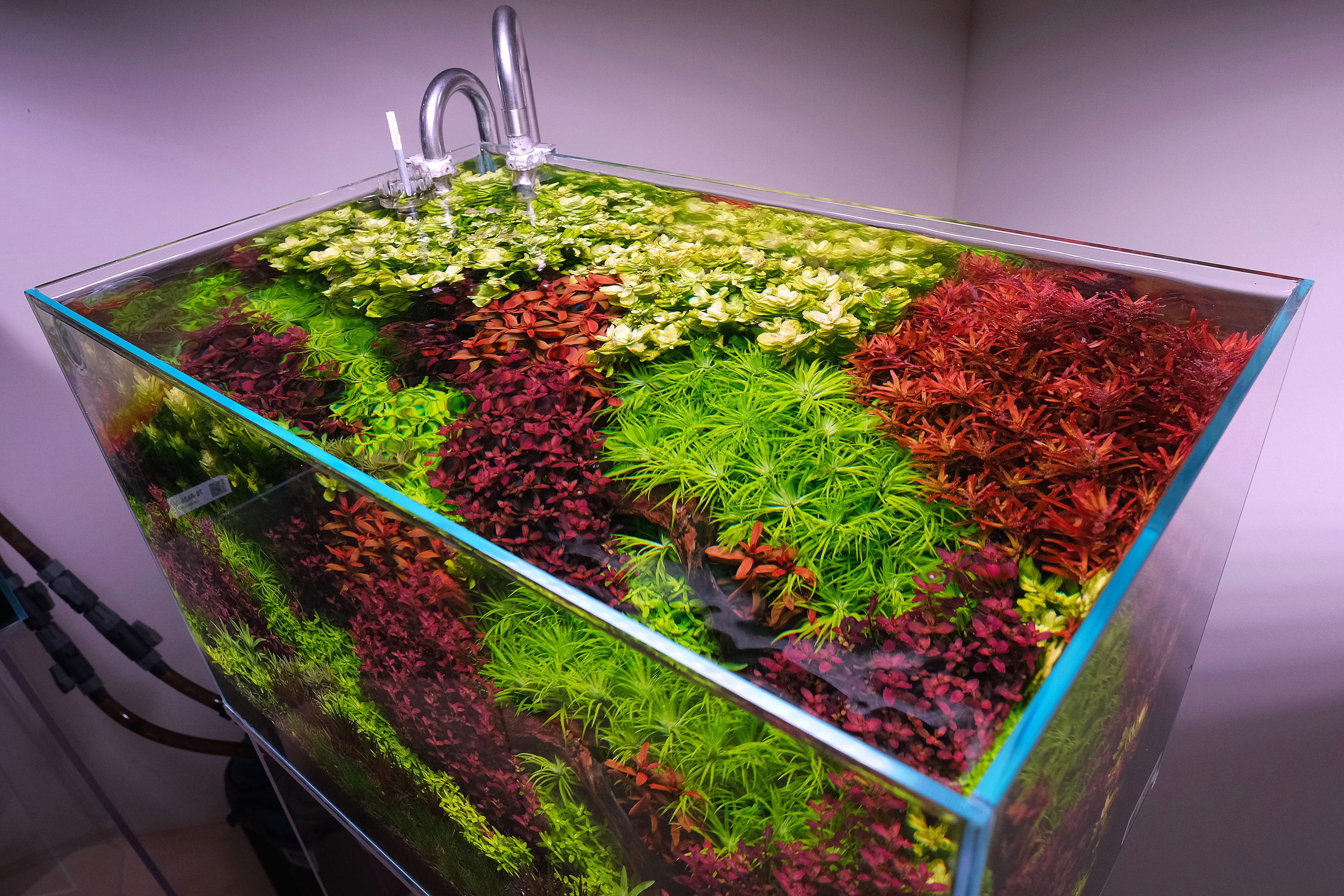 Top view of colorful planted aquarium