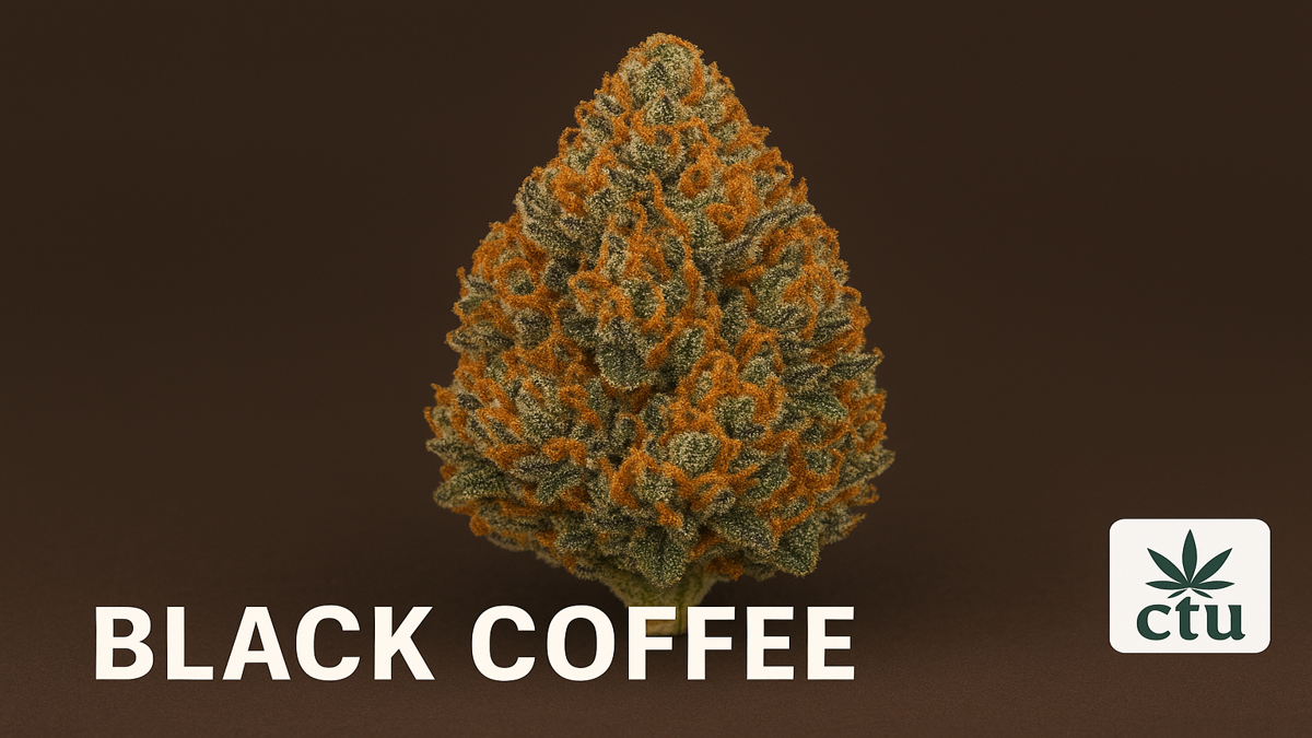 chart of black coffee strain facts and picture of cannabis bud