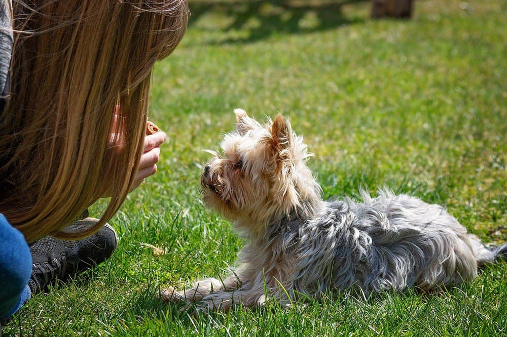 yorkshire terrier puppy, yorkshire terrier training, waterside terrier