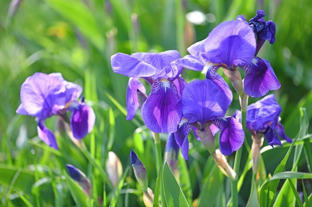 Japanese Iris