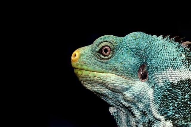 great northern bearded chameleon