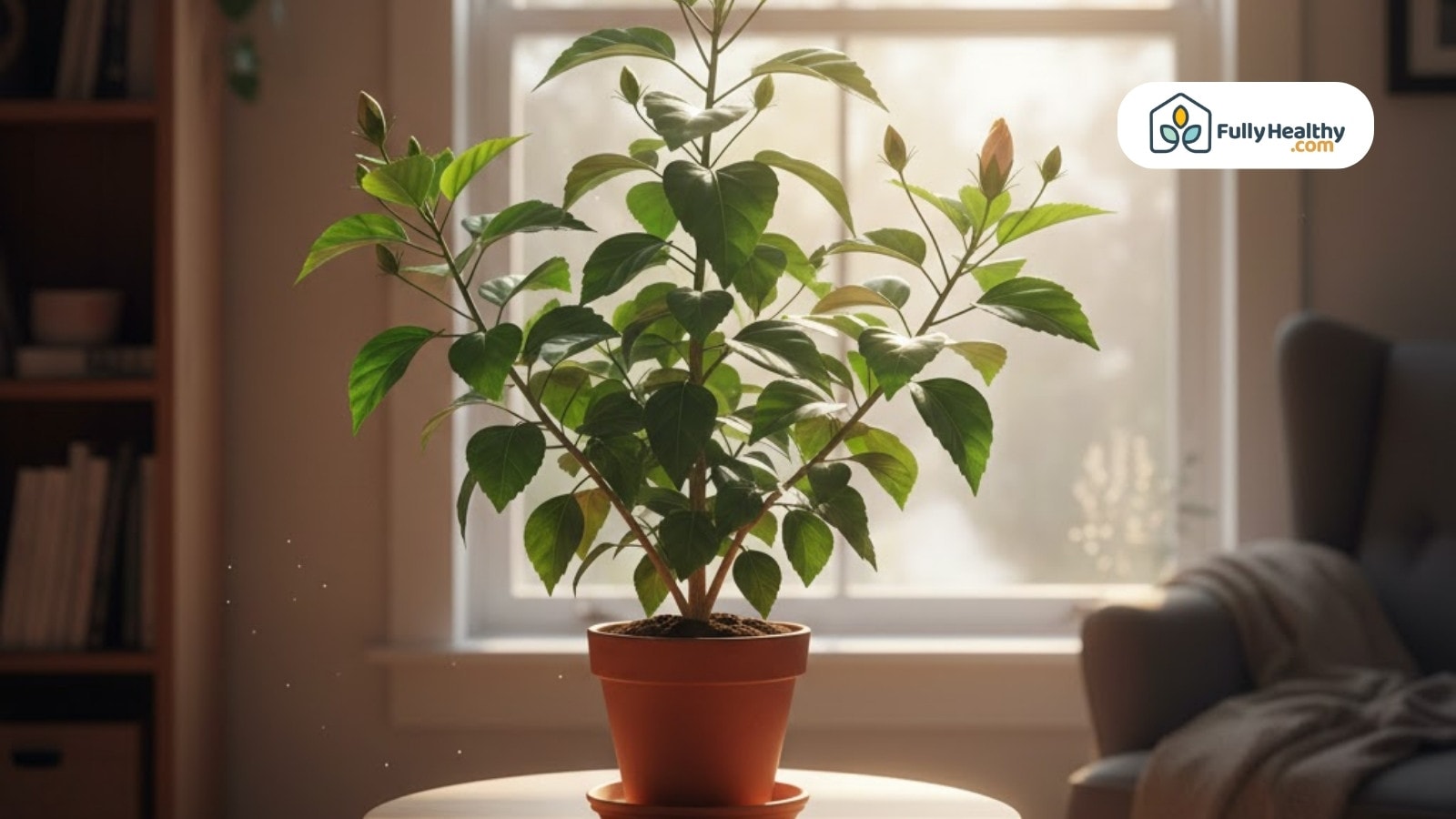 Healthy potted hibiscus plant growing indoors near sunny window