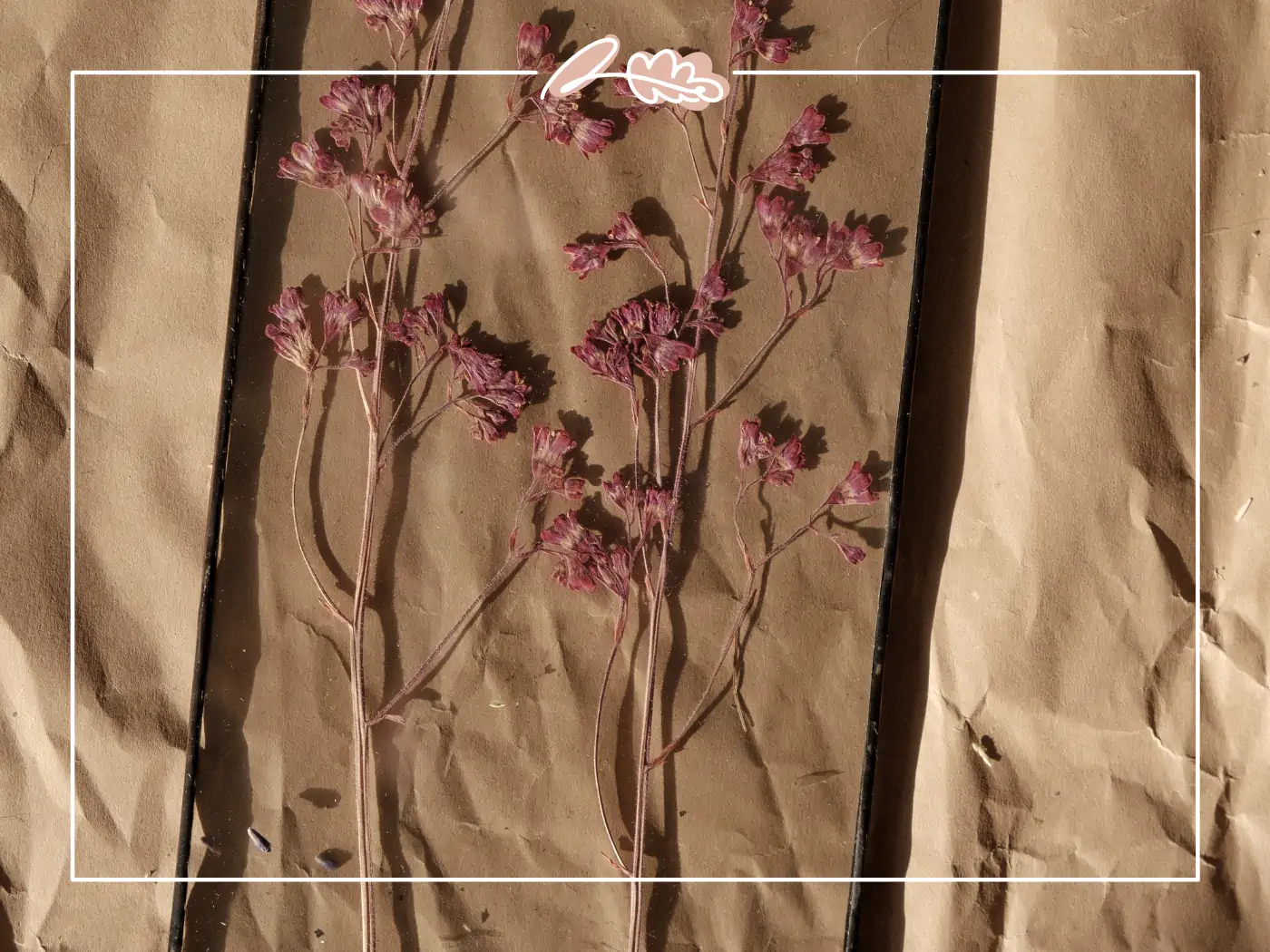 Pressed pink flowers on brown parchment paper, Fabulous Flowers and Gifts