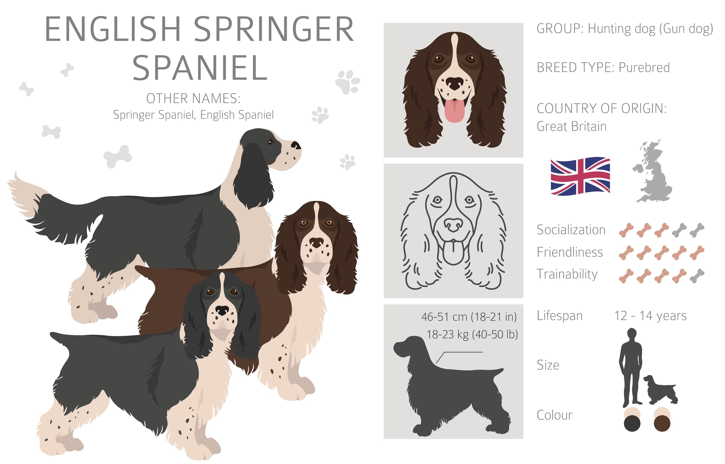 English Springer Spaniel - FurLyfe!