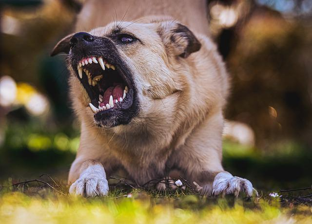 dog, teeth, bite, dog bite, dogs bite, animal control, dog owners, dog bites someone, dog bite laws, dangerous dogs, dog biting