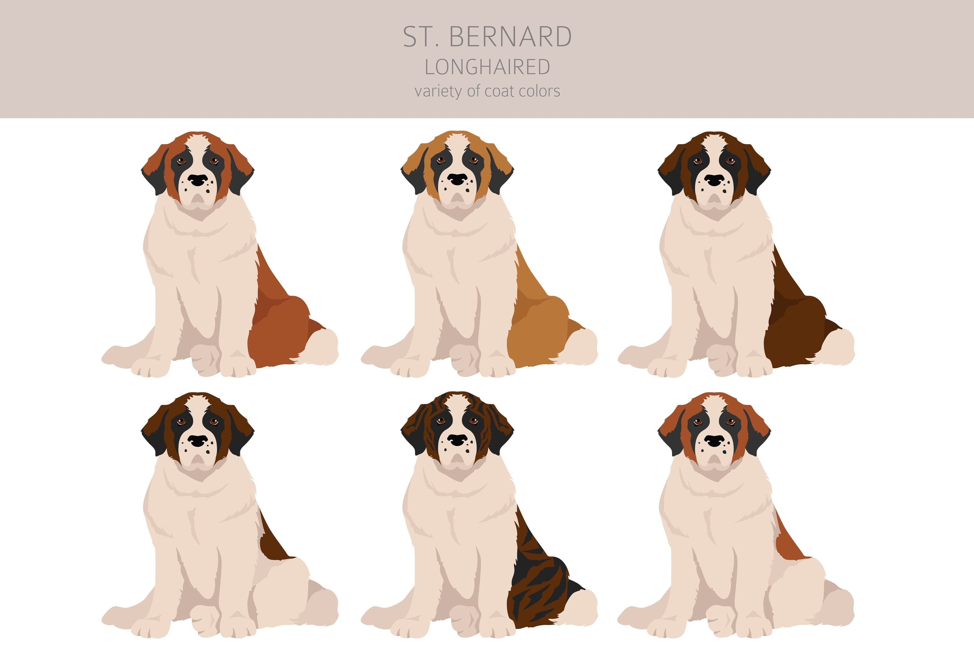An infographic showing the many coat varieties of the Saint Bernard do breed
