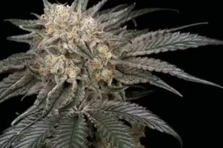 Peyote Zkittlez by Seedsman