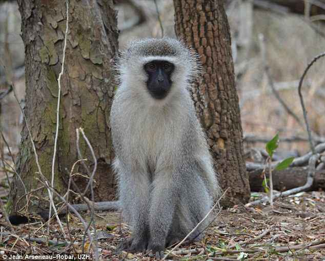 vervet, green monkeys, monkeys in florida