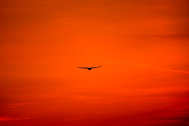 buzzard, king buzzard, bird