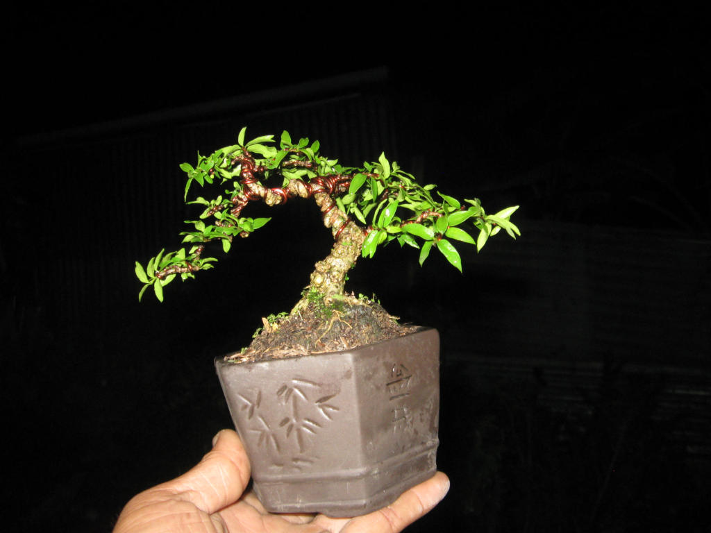 Bonsai tree, bonsai garden, deciduous tree