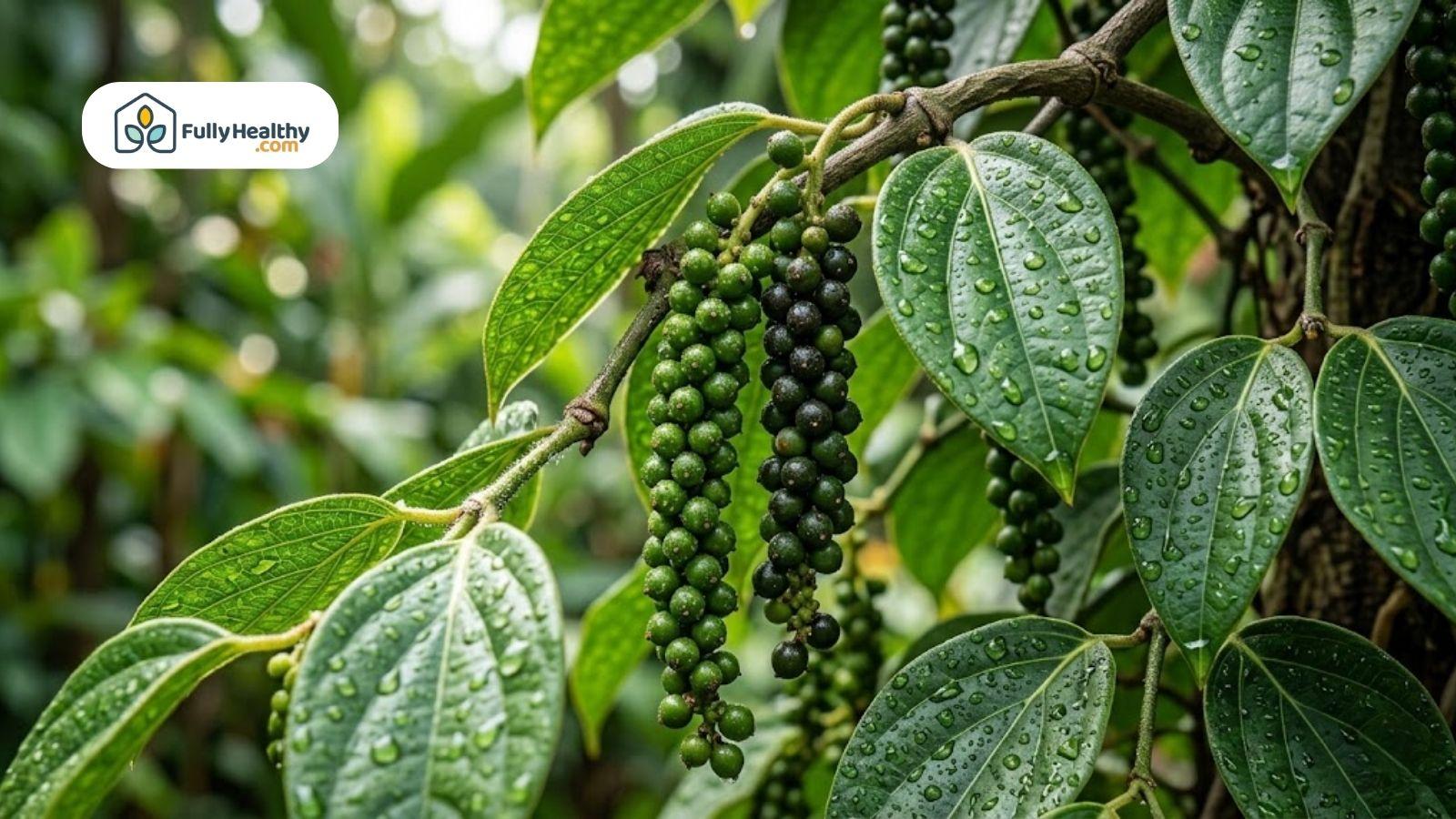 Pepper plant with clusters of green peppercorns on the vine.