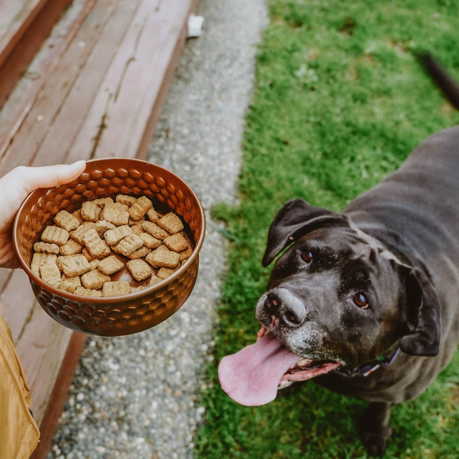 what is the best dry dog food Australia?