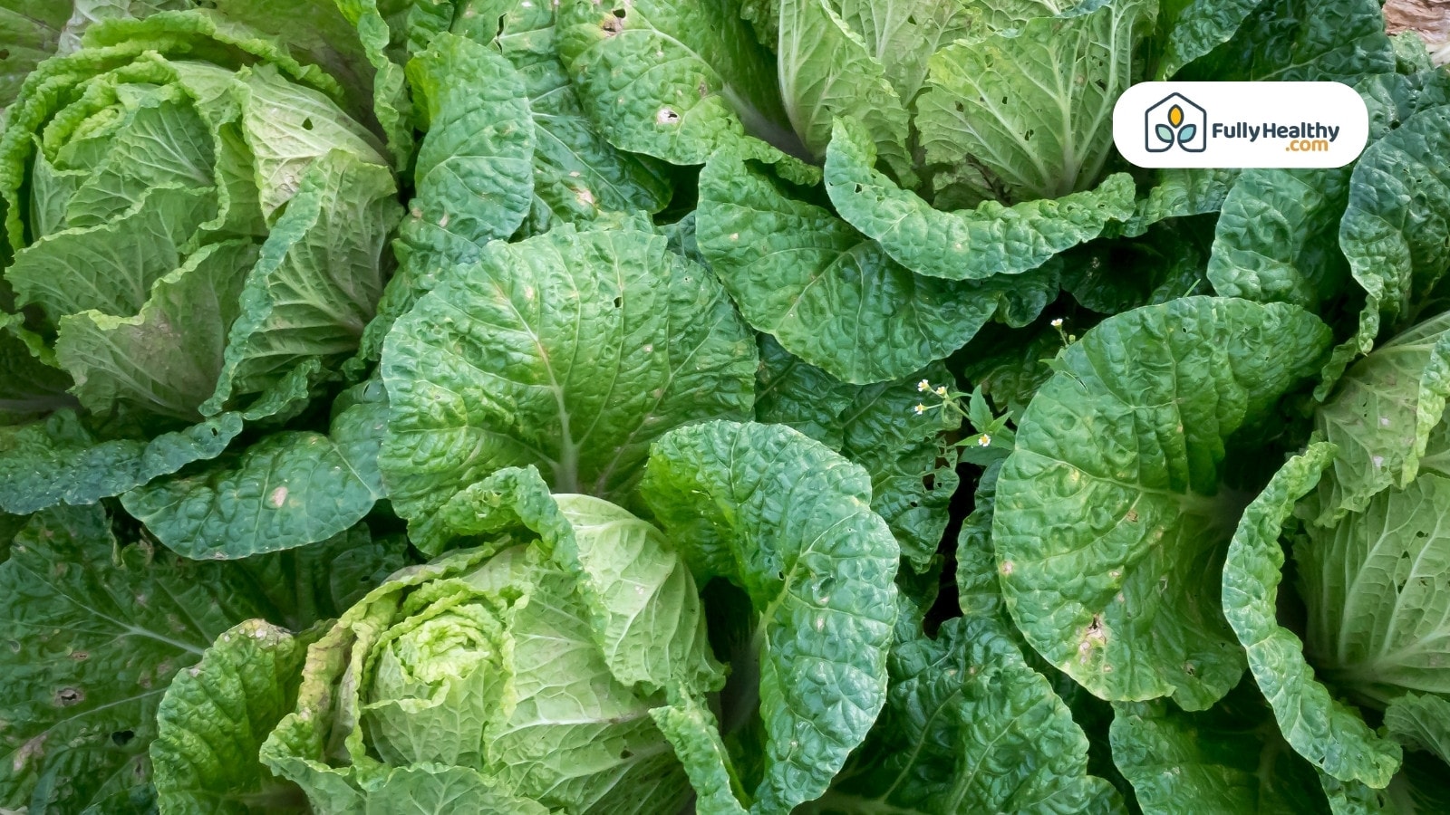Field of napa cabbage plants with crinkled green leafy texture