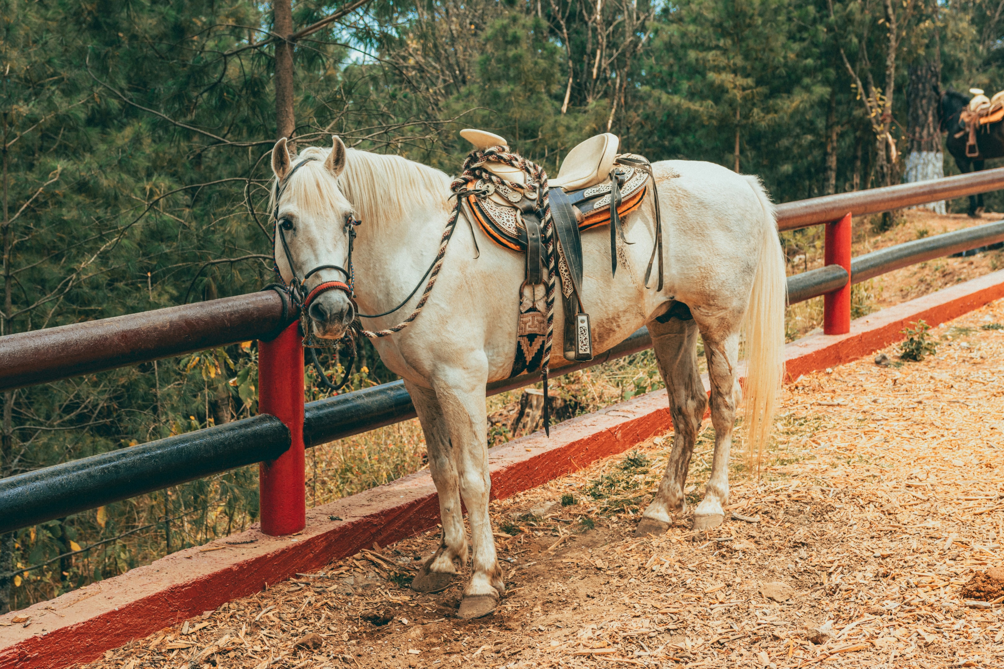 Traditional Spanish horse.