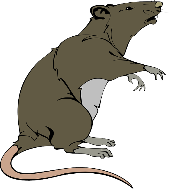 rat, rodent, lab animal