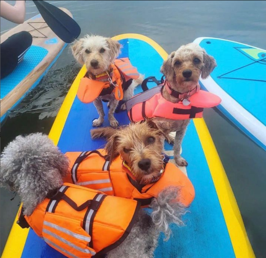 dogs on a paddle board