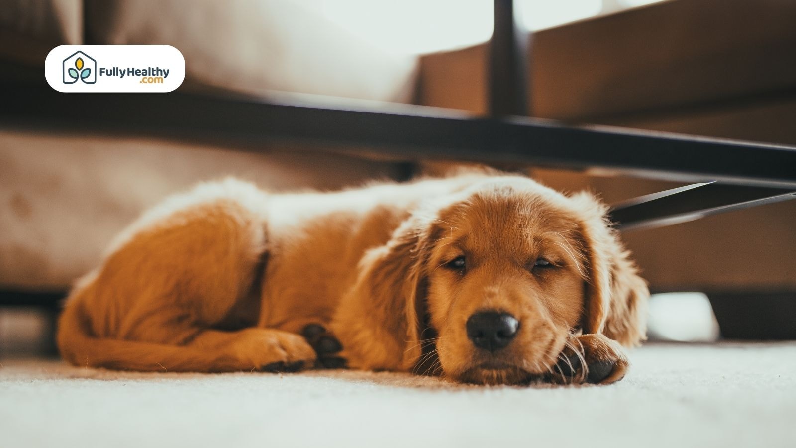 Golden retriever puppy resting indoors with Fully Healthy logo visible