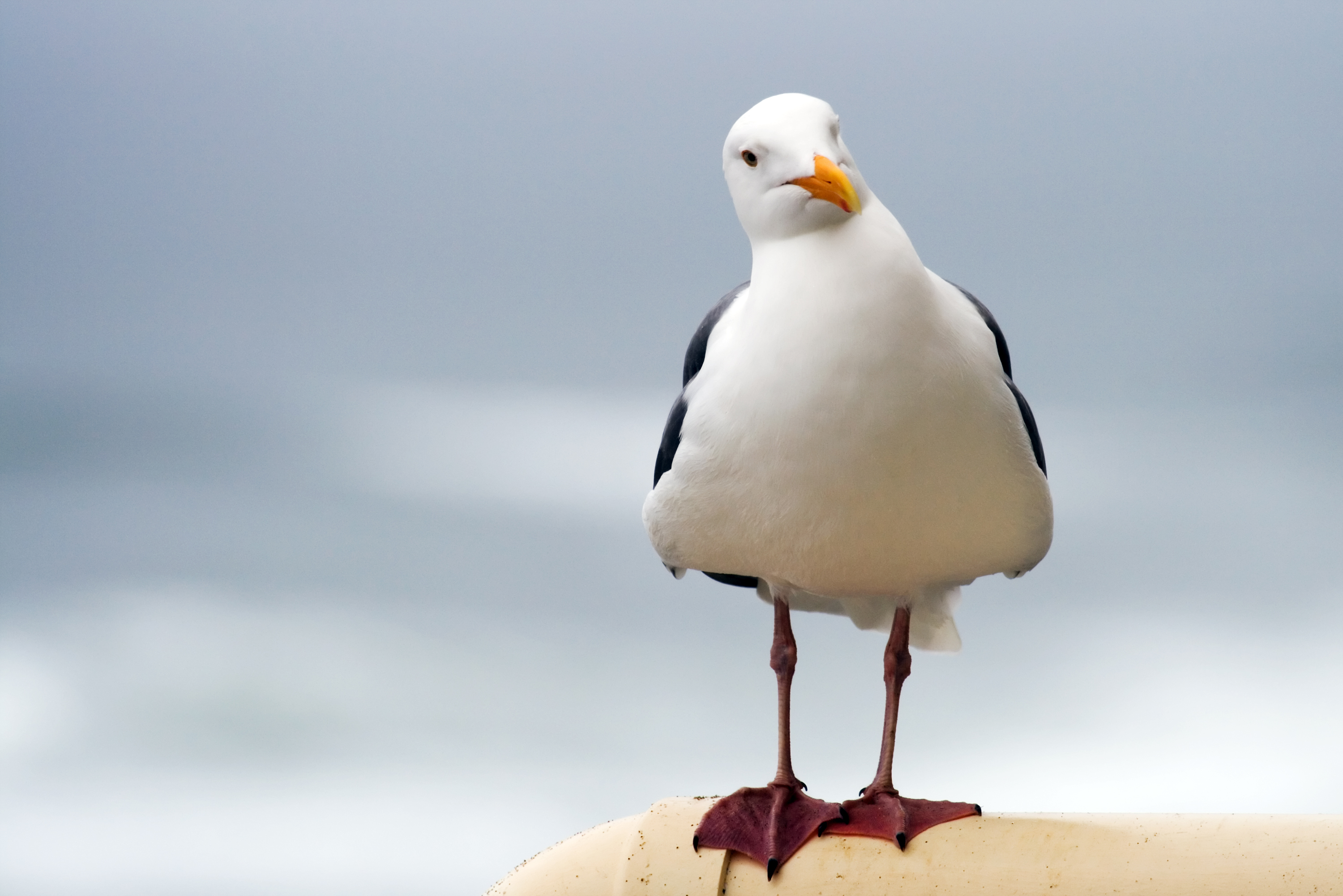 A seagull perched on the edge of a pipe