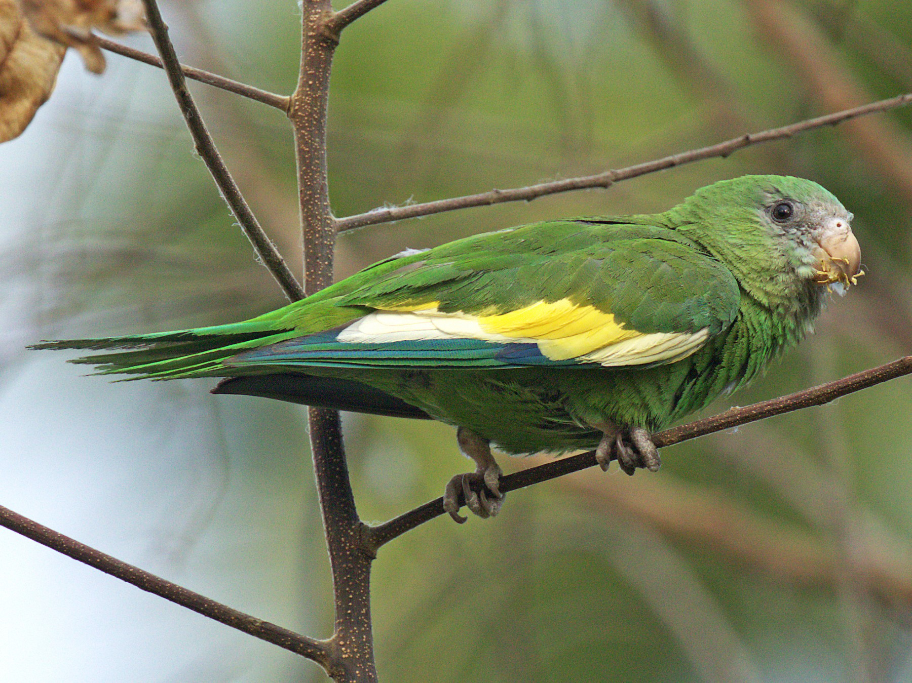 white winged parakeet, bird, parrot