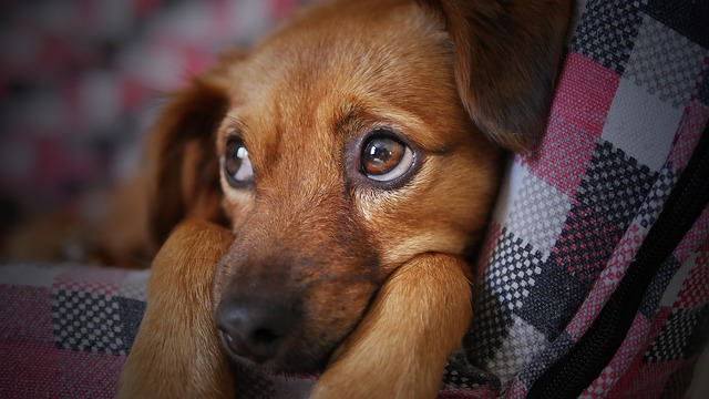 Unlocking the Key to IVDD in Dogs: Expert Insights and Care Strategies 3 dog, cute, animal