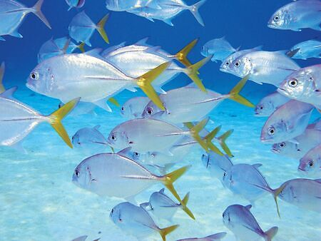 Marine life swimming in the crystal clear waters of Bonaire