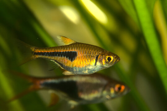 Freshwater aquarium schooling fish