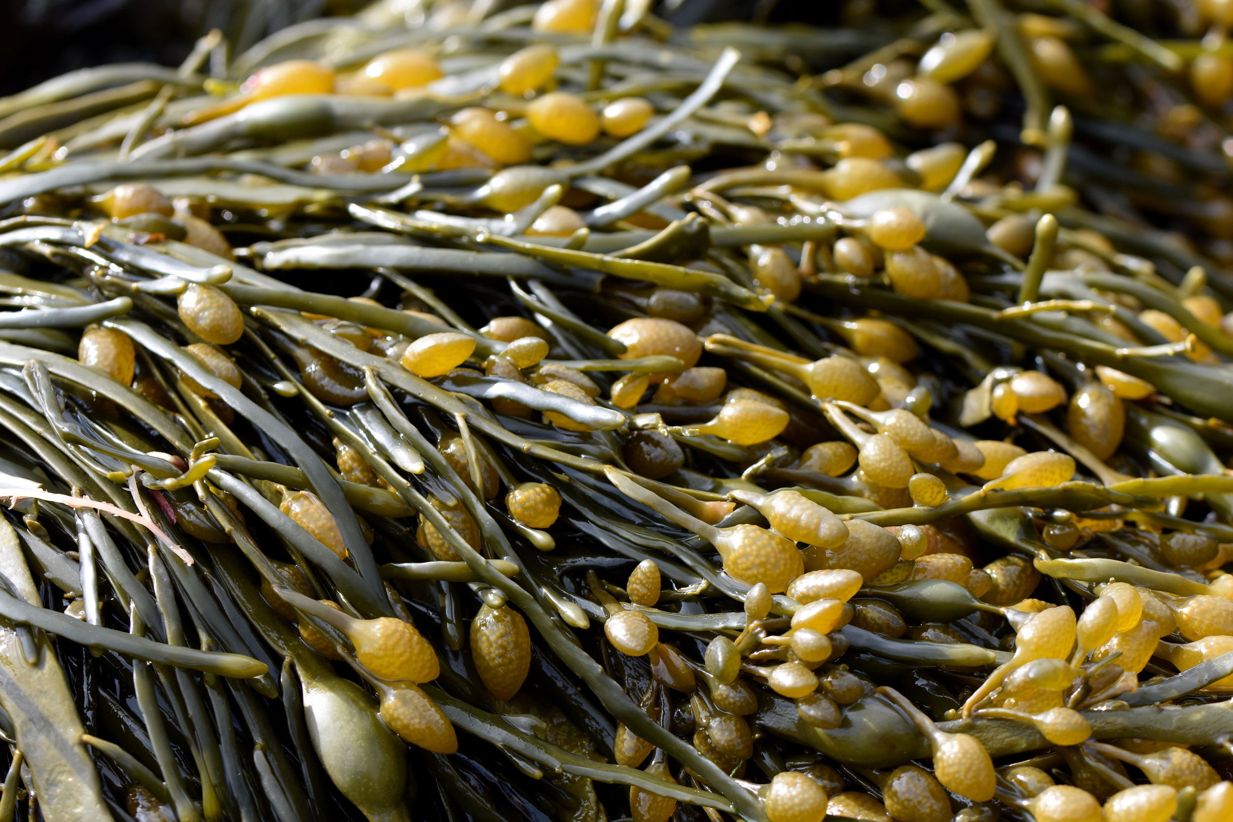 Ascophyllum Nodosum Seaweed, A Natural Supplement For Oral Health