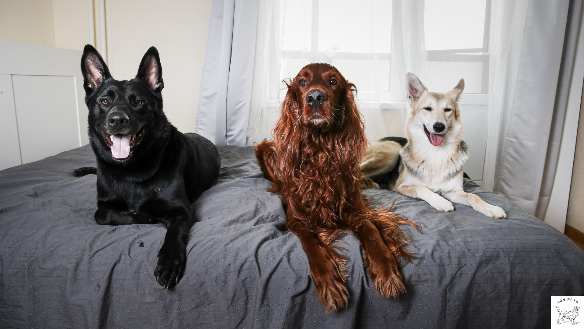 Three calm dogs laying on a bed