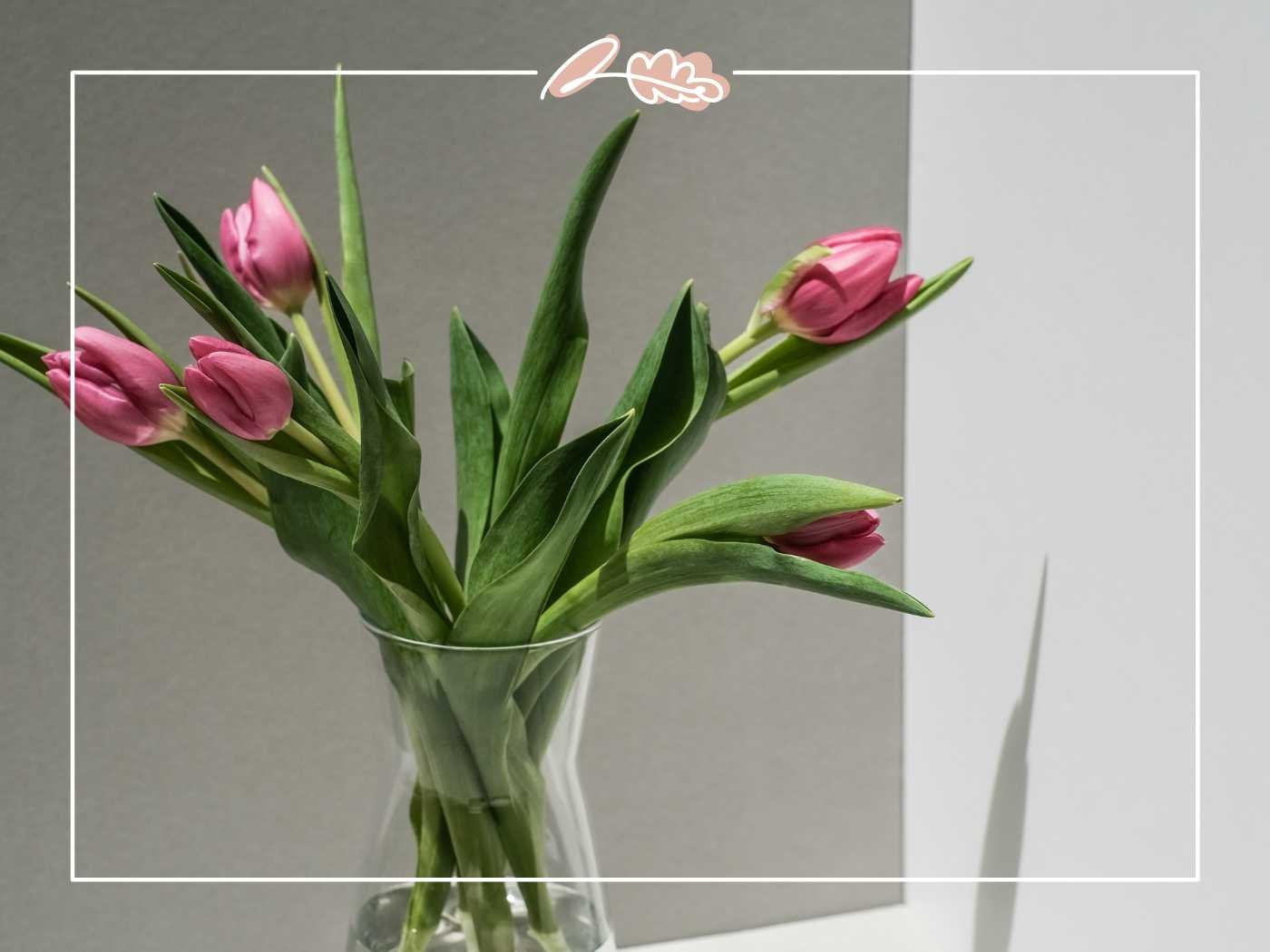 A minimalist arrangement of pink tulips in a clear glass vase - Fabulous Flowers and Gifts