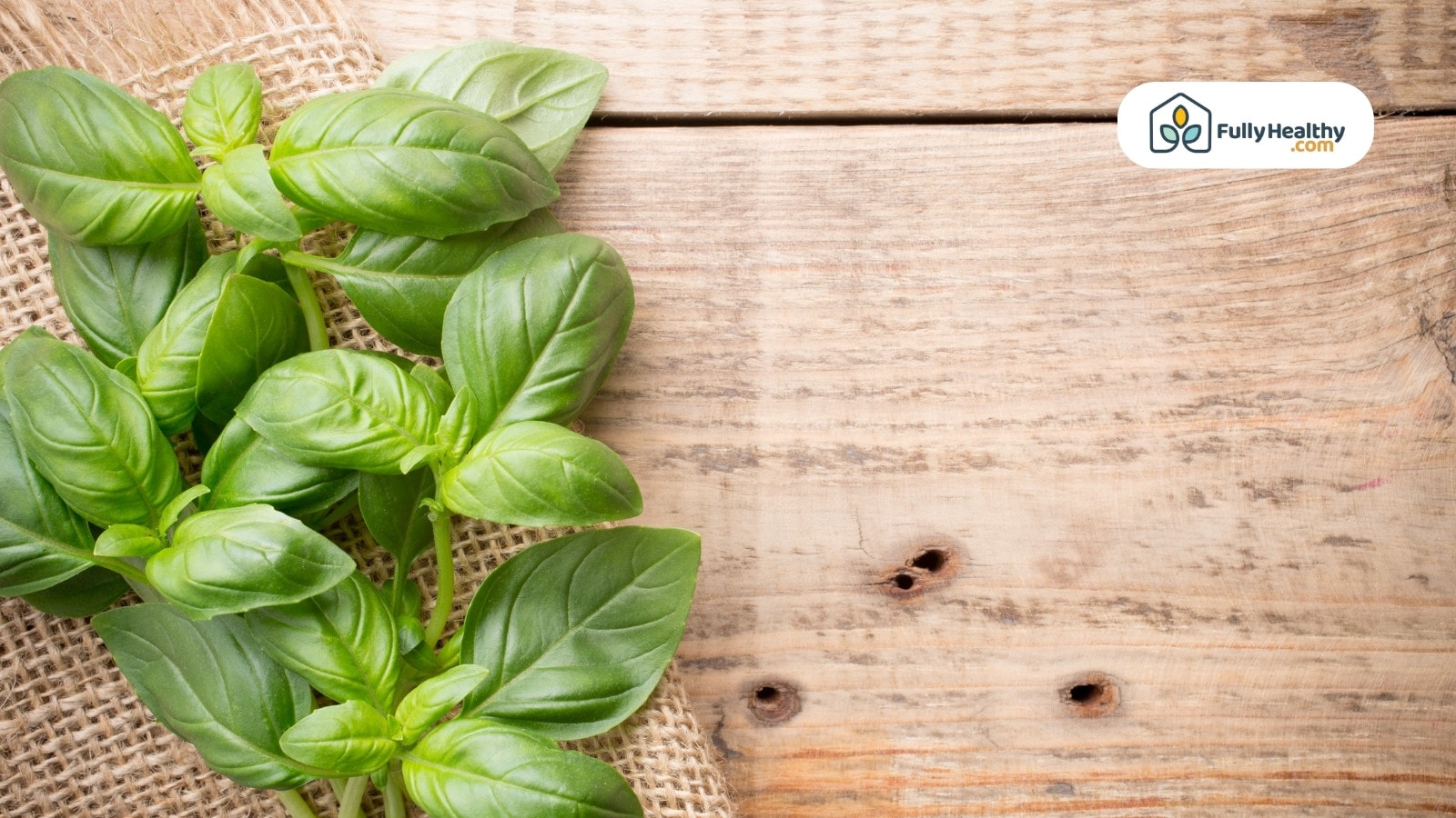 Fresh basil bunch on rustic burlap over wooden background surface