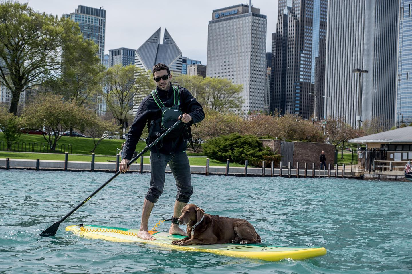 dog on paddle board in illinois