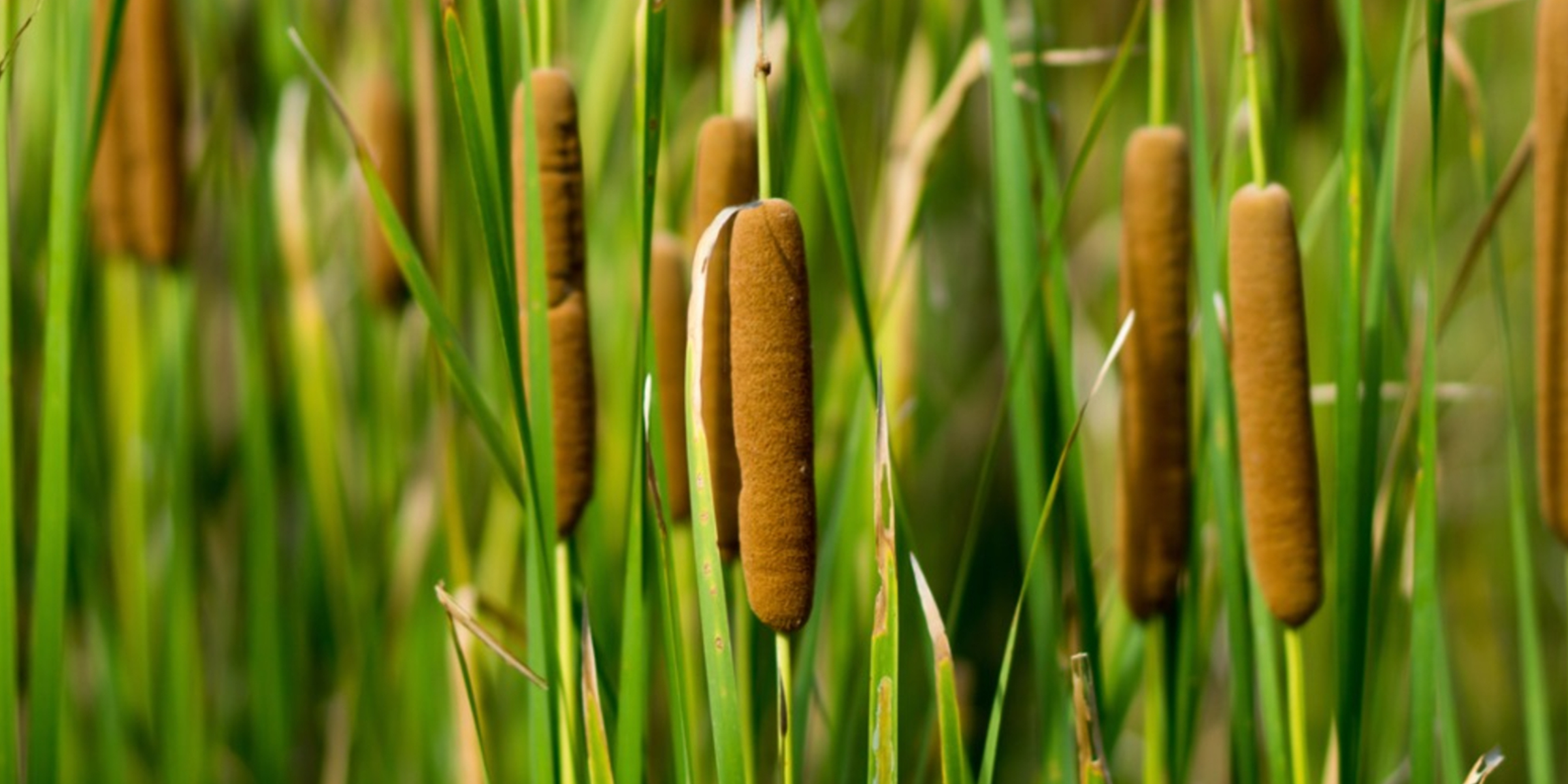 Cattail: Plants the Native Americans used for health benefits