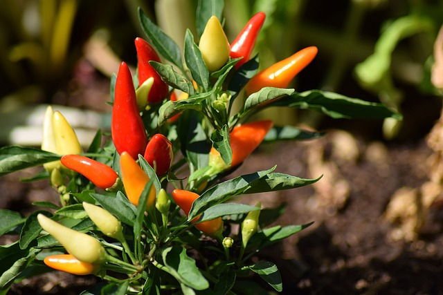 chili pepper, fruit, plant