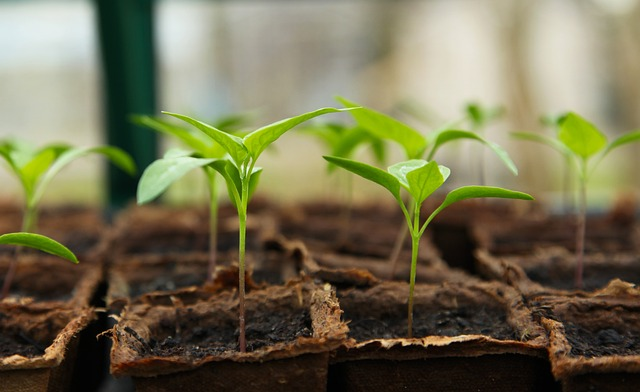 seedling plants being grown in a greenhouse