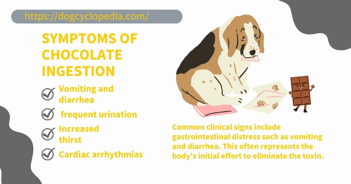 Illustration detailing symptoms of chocolate ingestion in dogs, including vomiting and diarrhea. Features a dog sitting with a chocolate bar nearby, emphasizing the seriousness of ingestion.