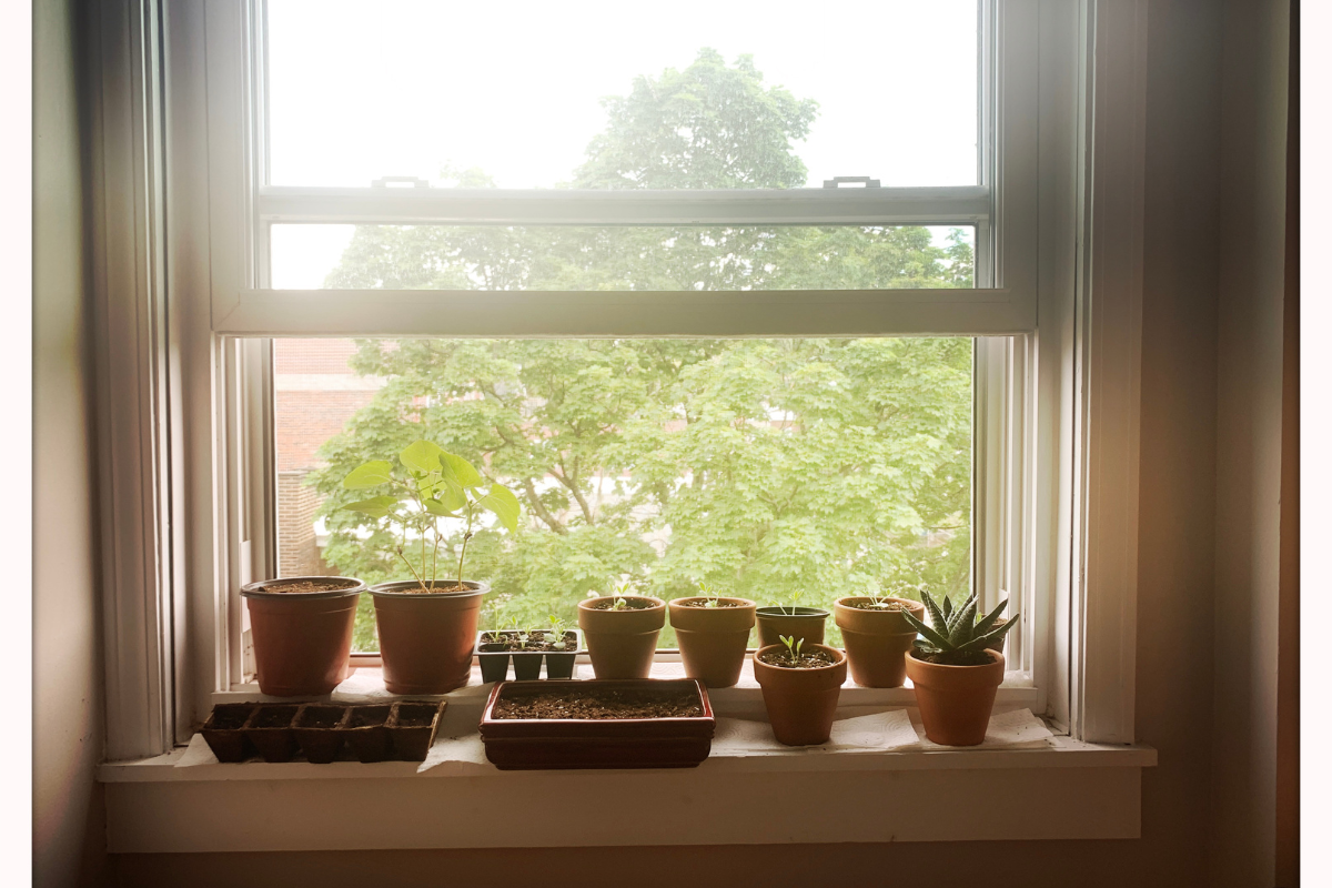 Illustration of a variety of potted plants on a kitchen windowsill