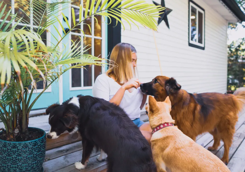 Making Room for Everyone With Multiple Dogs