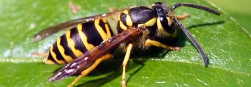 A close-up image of a yellow jacket resting on a leaf.