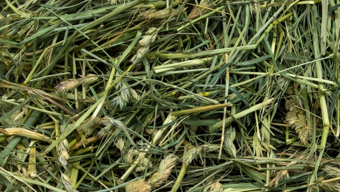 ultra premium coarse orchard grass