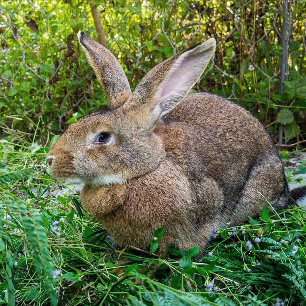 Rabbit Care Essentials