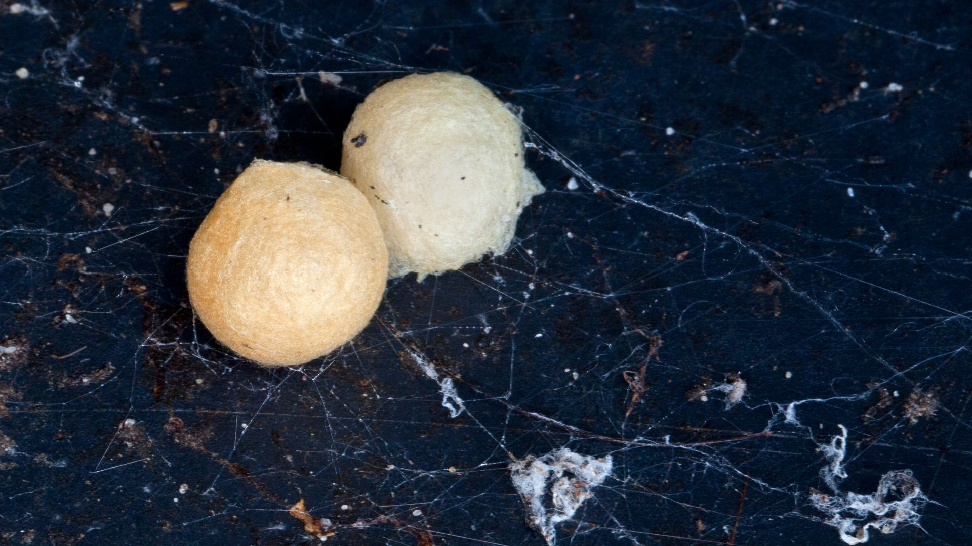 An image of two spider egg sacs.