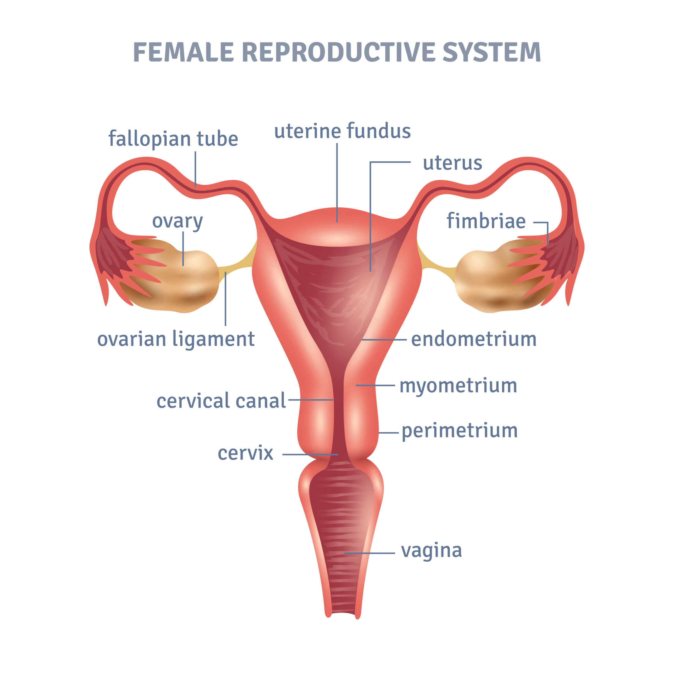 Important Physical Signs That You Are Fertile - CRAFT