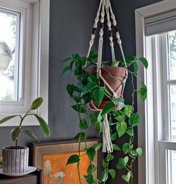 Hang plant without drilling 