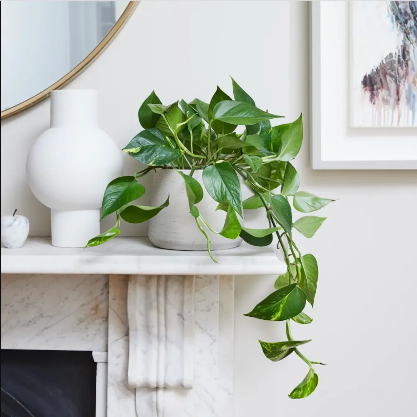 Best Soil for Pothos Houseplants