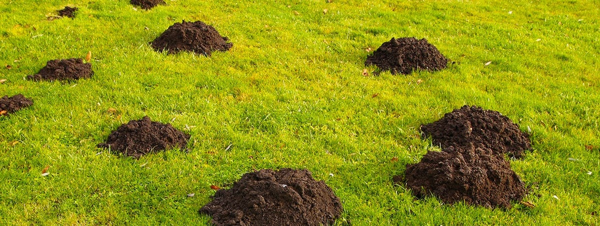 An image of gopher mounds in a field of bright green grass.