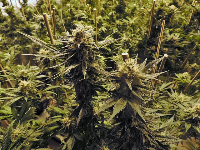 marijuana, grow room, cannabis