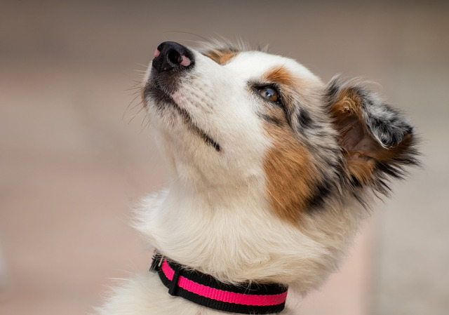 australian shepherd, dog, puppy